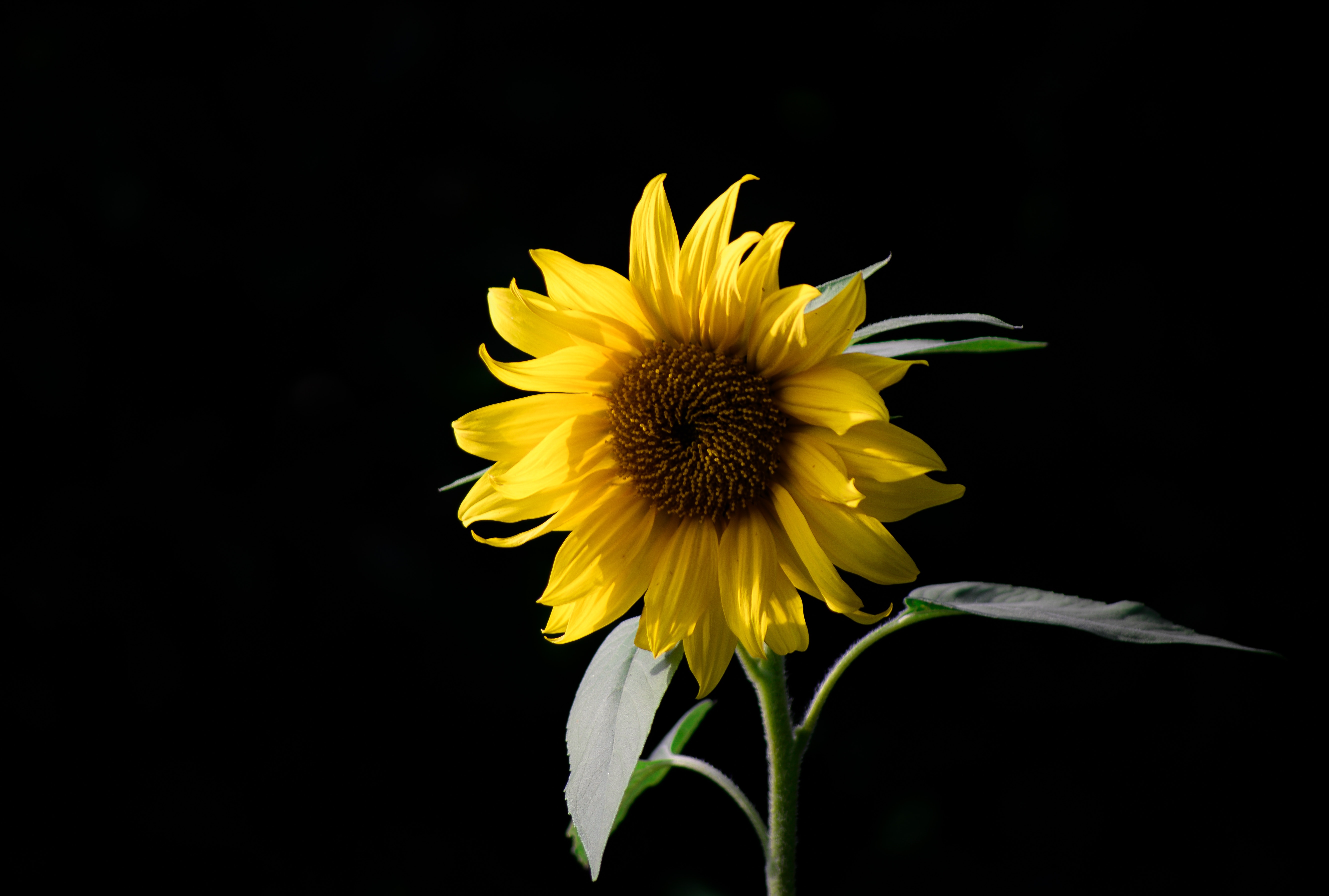 flor